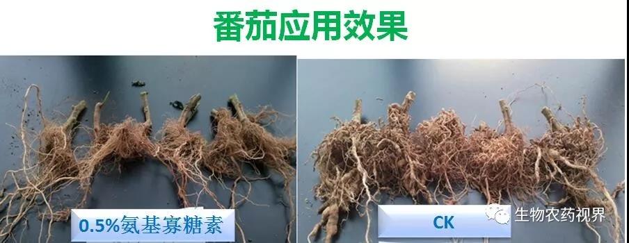 氨基寡糖素 - 植物的免疫衛(wèi)士,根結線蟲的克星