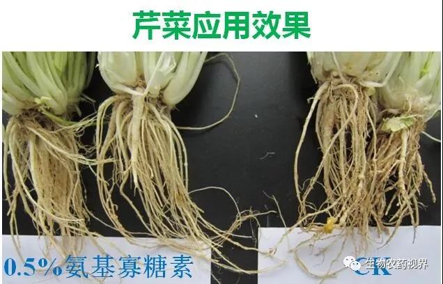 氨基寡糖素 - 植物的免疫衛(wèi)士,根結線蟲的克星